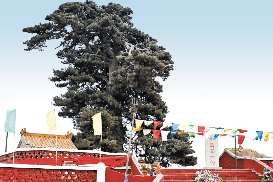 油松王旅游区